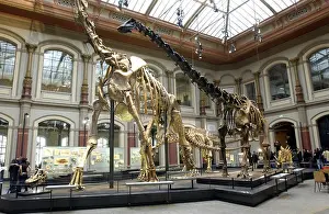 Bones Prints: The Museum fuer Naturkunde