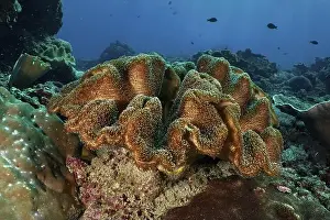 Costal Prints: Mushroom leather coral (Sarcophyton glaucum)