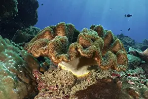 Coastal Area Prints: Mushroom leather coral (Sarcophyton glaucum) spreading on a rock in the clear sea