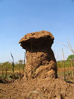 Abdomen Prints: Mushroom shaped Termite Hill