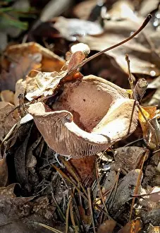 Resolution Prints: Mushrooms which can grow on the forest floor or on tree trunks