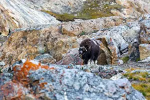 Musk Prints: Musk ox, Ovibos moschatus, in the mountainside tundra of Geologfjord