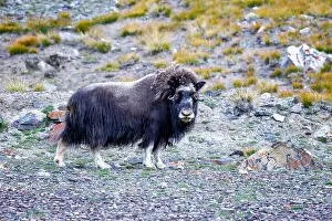 Musk Prints: Musk ox, Ovibos moschatus, in the mountainside tundra of Geologfjord