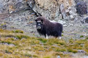Musk Prints: Musk ox, Ovibos moschatus, in the mountainside tundra of Geologfjord