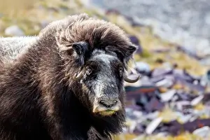 Musk Prints: Musk ox, Ovibos moschatus, in the mountainside tundra of Geologfjord