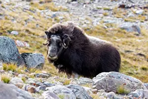 Musk Prints: Musk ox, Ovibos moschatus, in the mountainside tundra of Geologfjord