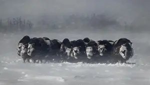Adversity Prints: Musk oxen standing in the snow during a blizzard in winter