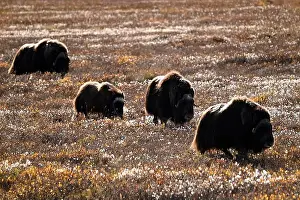 Musk Ox Prints: Four musk oxes grazing in the tundra not far away from Deadhorse, Alaska