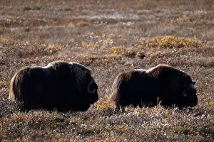 Musk Ox Prints: Two musk oxes grazing in the tundra not far away from Deadhorse, Alaska