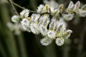 Musk Prints: Musk Willow aka Egyptian Musk Willow