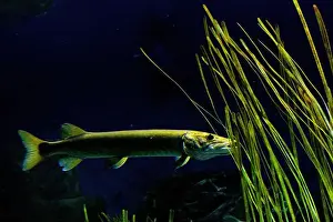 Pike Prints: muskellunge (Esox masquinongy), often shortened to muskie, musky, ski, or lunge