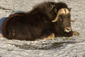 Musk Prints: muskox lying in clean white snow