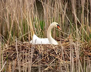 White Swan Prints: Mute Swan in a Creek perched in her nest