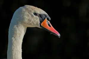 Orange Bill Prints: Mute Swan (Cygnus olor) — close-up portrait of adult bird showing orange bill and black knob