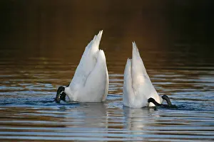 Comical Prints: mute swan (Cygnus olor), diving