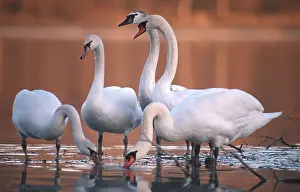 Waterfowls Prints: mute swan (Cygnus olor), standing in water, Germany, Bavaria