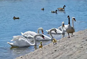 Chew Valley Lake Prints: Mute Swans and Canadian geese with goslings by waters edge taken at Herriots bridge