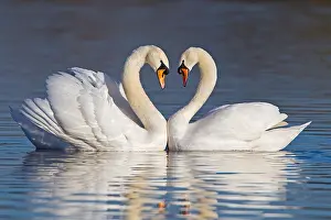 Courtship Prints: MUTE SWANS FORMING A HEART SHAPE WITH THEIR NECKS DURING COURTSHIP