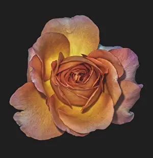 Muted colors fine art still life floral macro flower image of a single isolated orange pink yellow rose blossom