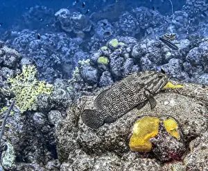 Seacape Prints: Mycteroperca bonaci, the black grouper