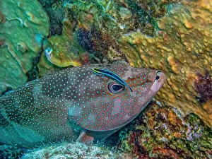 Seacape Prints: Mycteroperca bonaci, the black grouper