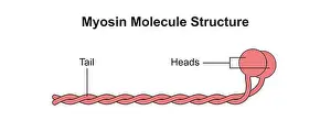 Labelled Prints: Myosin filament structure, illustration