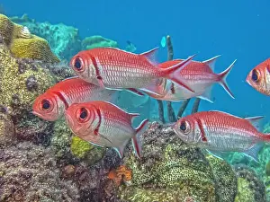 Boneiru Prints: Myripristinae is a subfamily of the ray-finned fish family Holocentridae