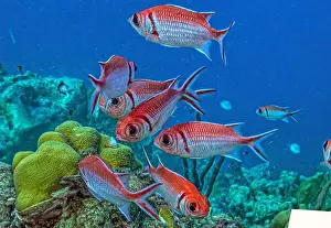 Sponges Prints: Myripristinae is a subfamily of the ray-finned fish family Holocentridae