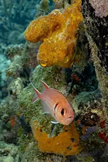 Sea Sponge Prints: Myripristis jacobus, also known as the Blackbar soldierfish