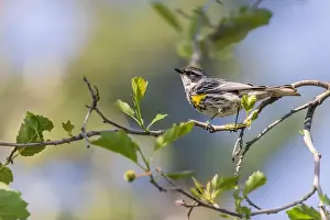 Breeding Plumage Prints: Myrtle Yellow-rumped Warbler in Fairbanks, Alaska