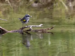 Breeding Plumage Prints: Myrtle Yellow-rumped Warbler in Fairbanks, Alaska