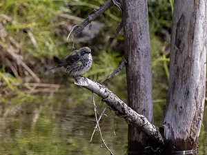 Breeding Plumage Prints: Myrtle Yellow-rumped Warbler in Fairbanks, Alaska