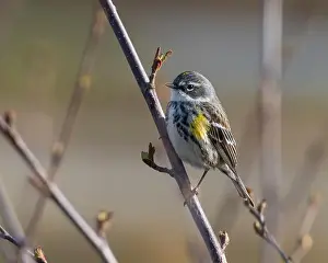 Breeding Plumage Prints: Myrtle Yellow-rumped Warbler in Fairbanks, Alaska
