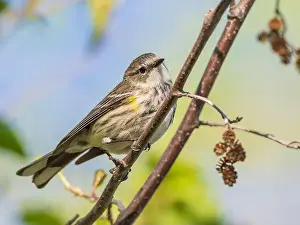 Breeding Plumage Prints: Myrtle Yellow-rumped Warbler in Fairbanks, Alaska