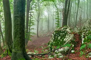 Enchanted Prints: Mystic foggy forest. Amazing wet forest in Slovenia with moss on stones and trees
