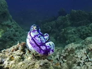 Full Body Length Prints: Mystical purple-black golden sea squirt (Polycarpa aurata) on an underwater rock