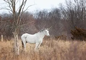 Fable Prints: The mythical unicorn standing in a grassy winter field in Canada