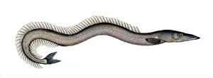 Environments Prints: N/A. Ammodytes tobianus. between 1795 and 1797. Krüger 94 Ammodytes tobianus