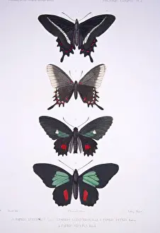 Naturalist Prints: N/A. From top to bottom: Papilio eurydorus Lucas = Parides bunichus (Hübner)