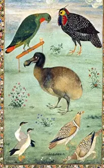 N/A. English: Painting by the Mughal artist Ustad Mansur from c 1625