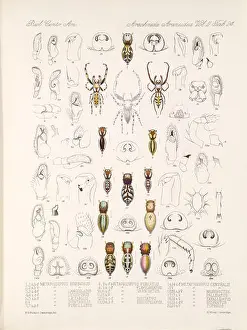 Central America Prints: N/A. English: Zoological illustrations of spiders made by Frederick O