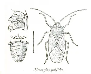 Pale Prints: N/A. N/A 382 Urostylis pallida