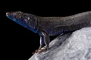 Na Bosc island lizard (Podarcis pityusensis gorrae)