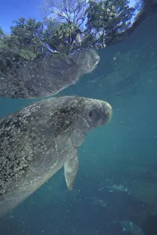 NA, USA, Florida. Endangered manatee