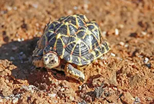 Deadly Prints: A Namaqualand Tent tortoise (Pammobates tentorius) walking on bed of quartz