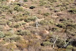 Namibia Prints: Namibian savanna woodlands view from the top of Waterberg Plateau