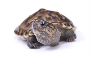 Narrow-bridged musk turtle, Staurotypus triporcatus