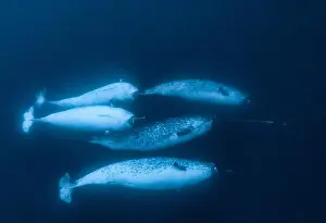Cetacea Prints: narwhal, Monodon monoceros, pod of males, Lancaster Sound, Nunavut, Canada, Arctic Ocean
