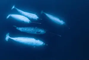 Cetacea Prints: narwhal, Monodon monoceros, pod of males, Lancaster Sound, Nunavut, Canada, Arctic Ocean