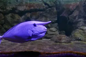 Spike Prints: Naso Annulatus, the unicornfish